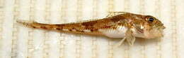 Image of Moustache sculpin