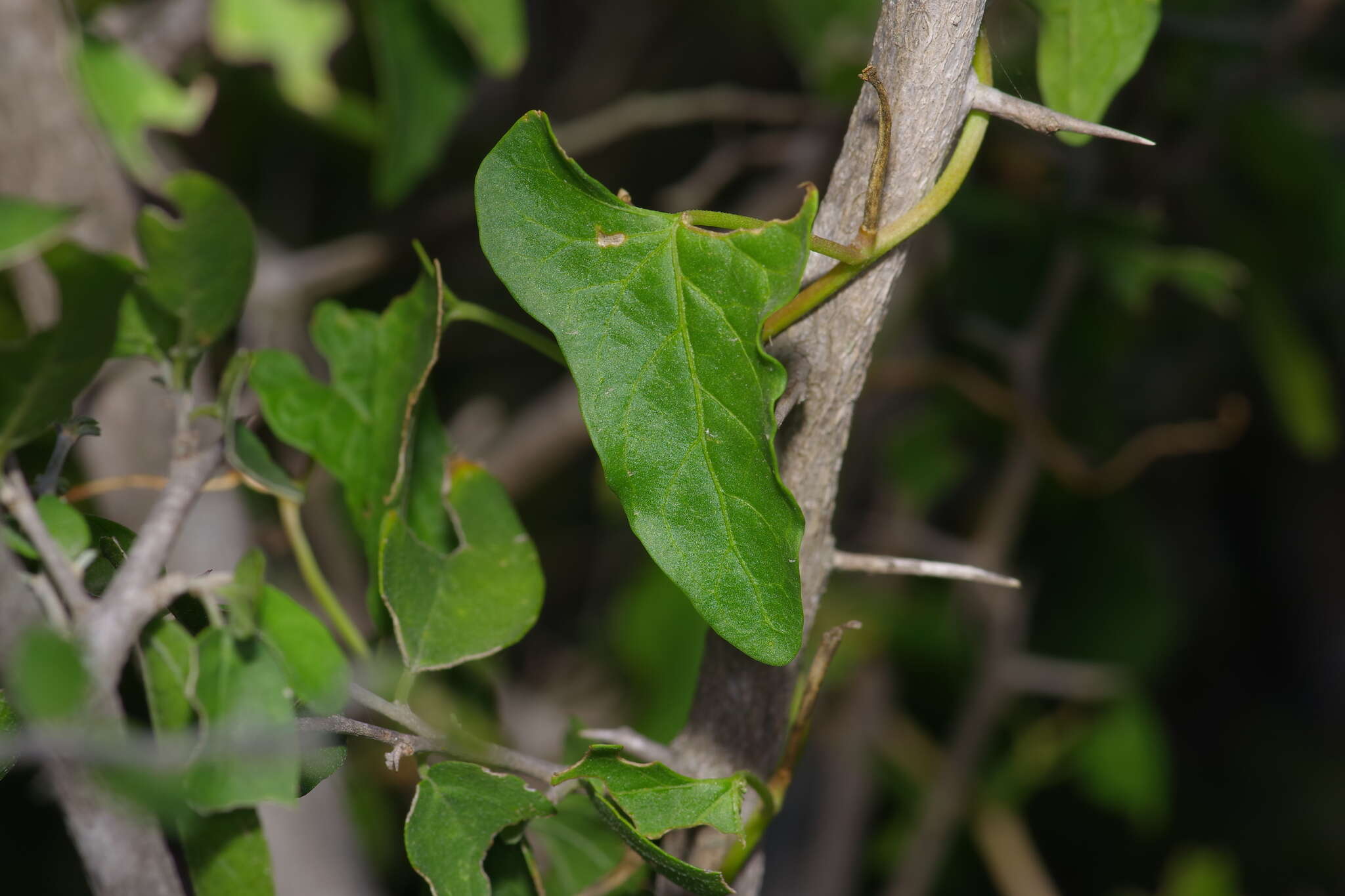 Image de Ipomoea rupicola House