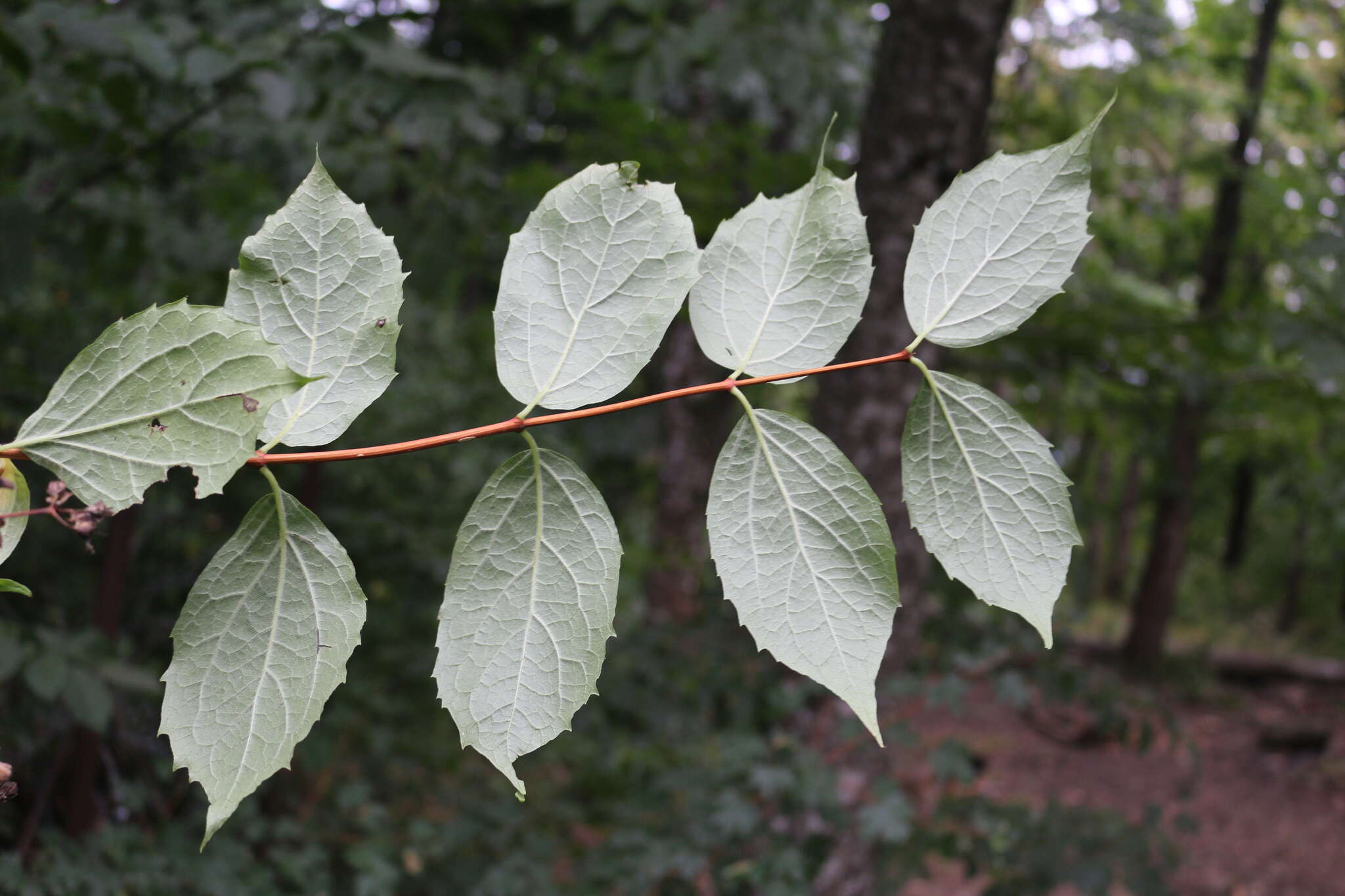 Image of golden mock orange