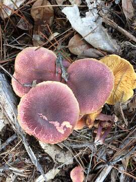 Image of Gymnopilus luteofolius (Peck) Singer 1951