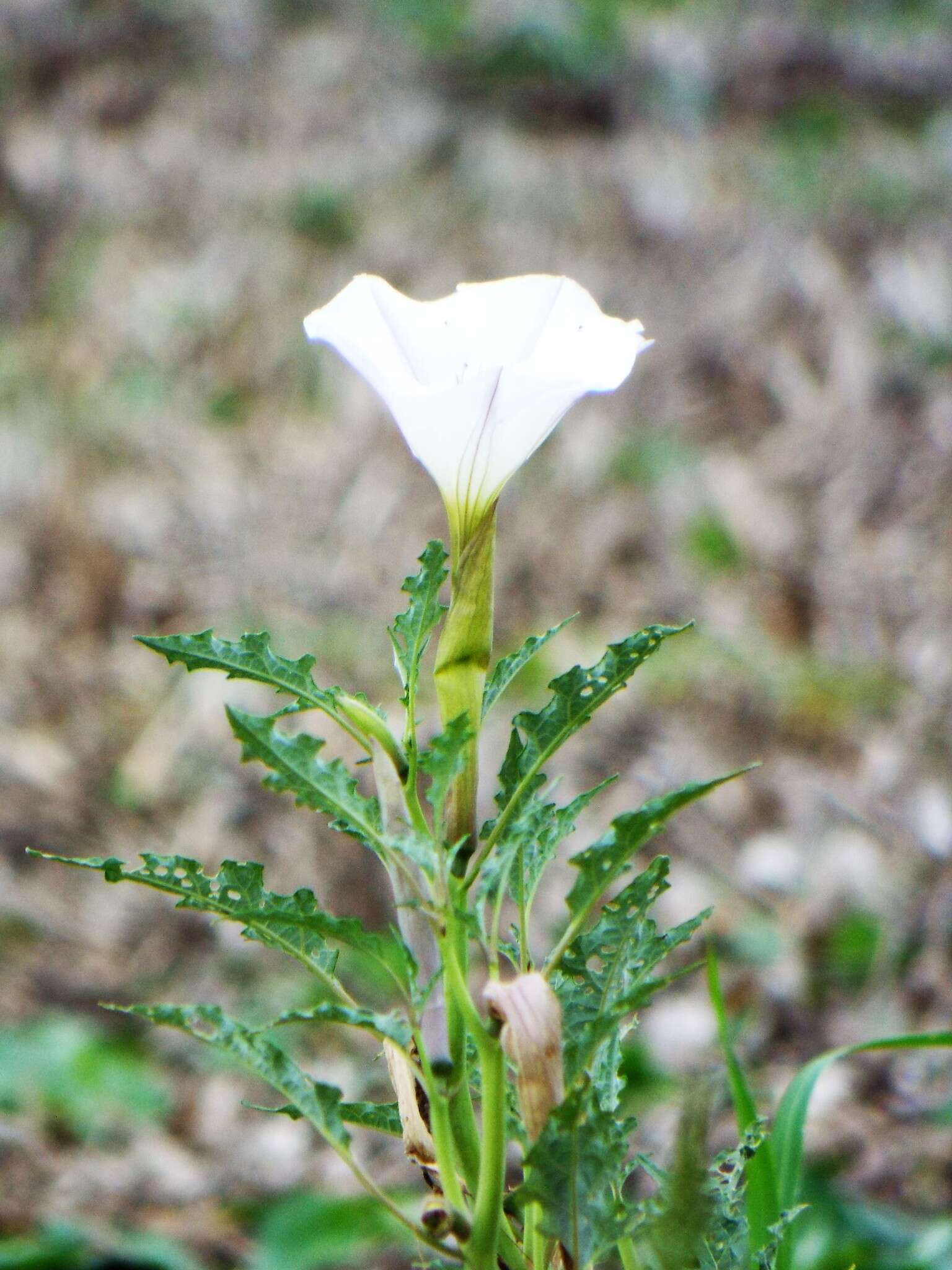 Image of Latin Thorn-Apple