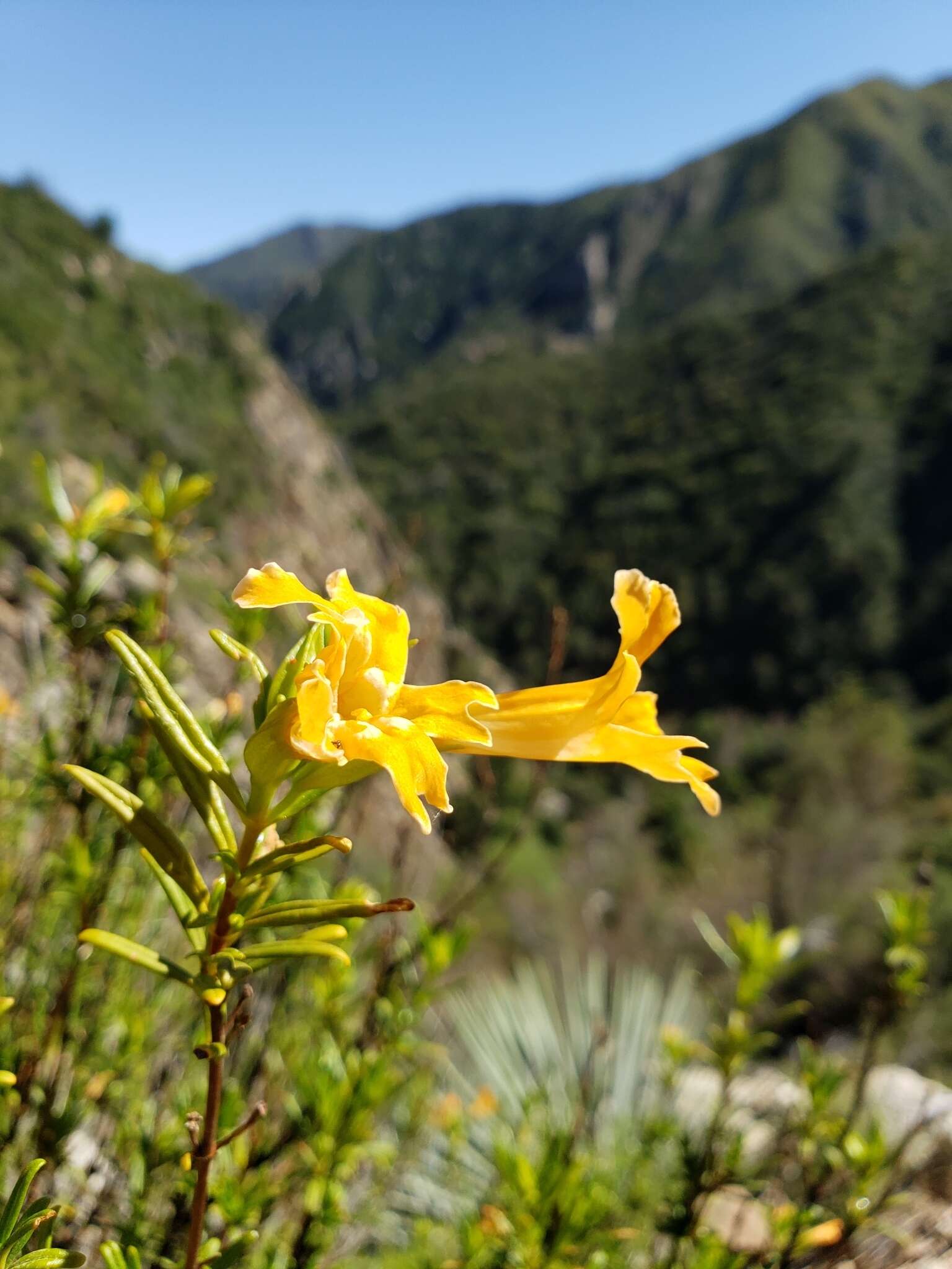 Image of Santa Lucia Mountain bush monkeyflower