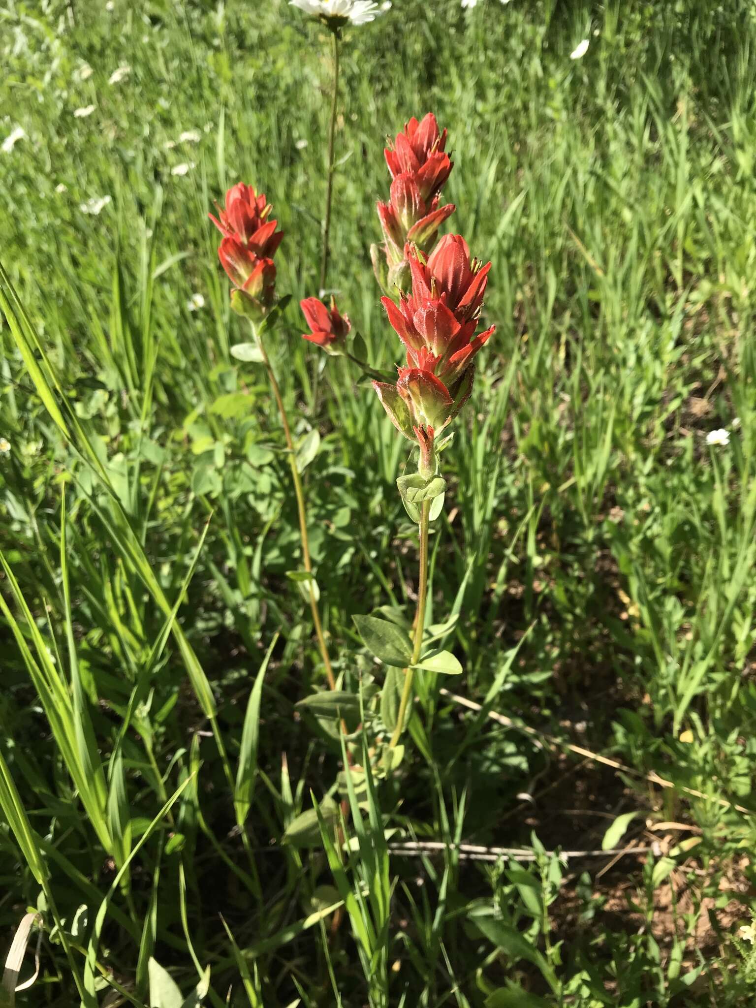 Image of Castilleja rhexifolia Rydb.