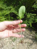 Image of Limestone Adder's-Tongue