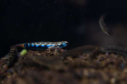 Image of Red-tailed goby