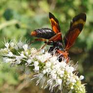 صورة Hemipepsis mauritanica (Linnaeus 1767)