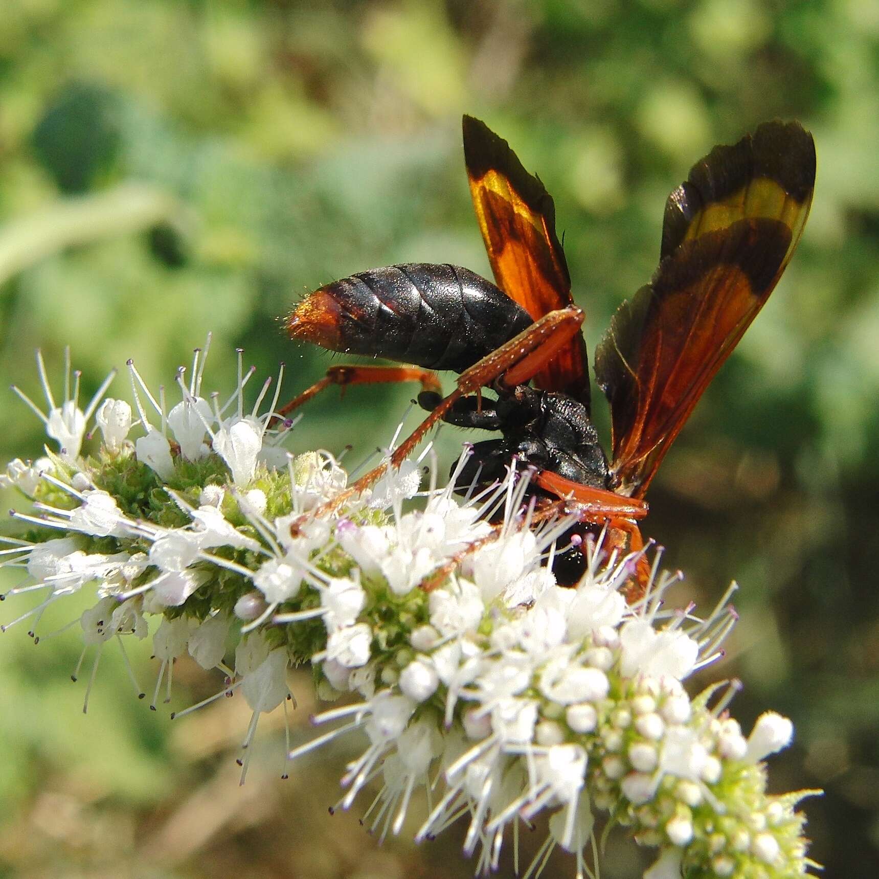 صورة Hemipepsis mauritanica (Linnaeus 1767)