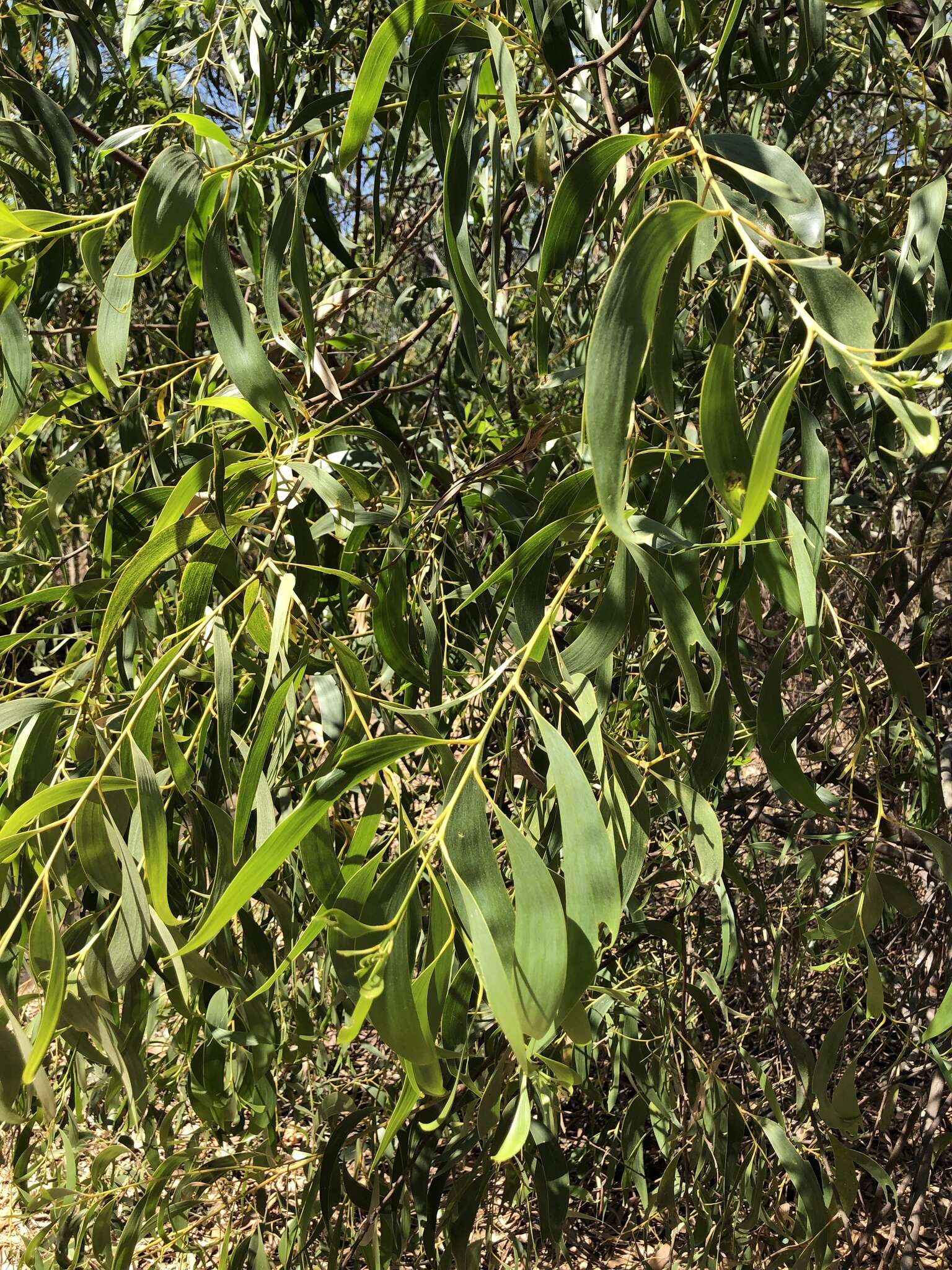 Plancia ëd Acacia crassicarpa A. Cunn. ex Benth.