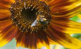 Image of Sunflower Andrena