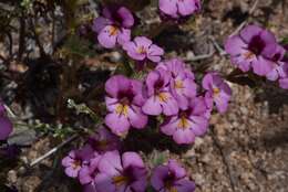 Plancia ëd Diplacus ovatus (A. Gray) G. L. Nesom