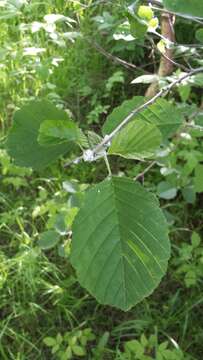 Image of Alnus pubescens Tausch