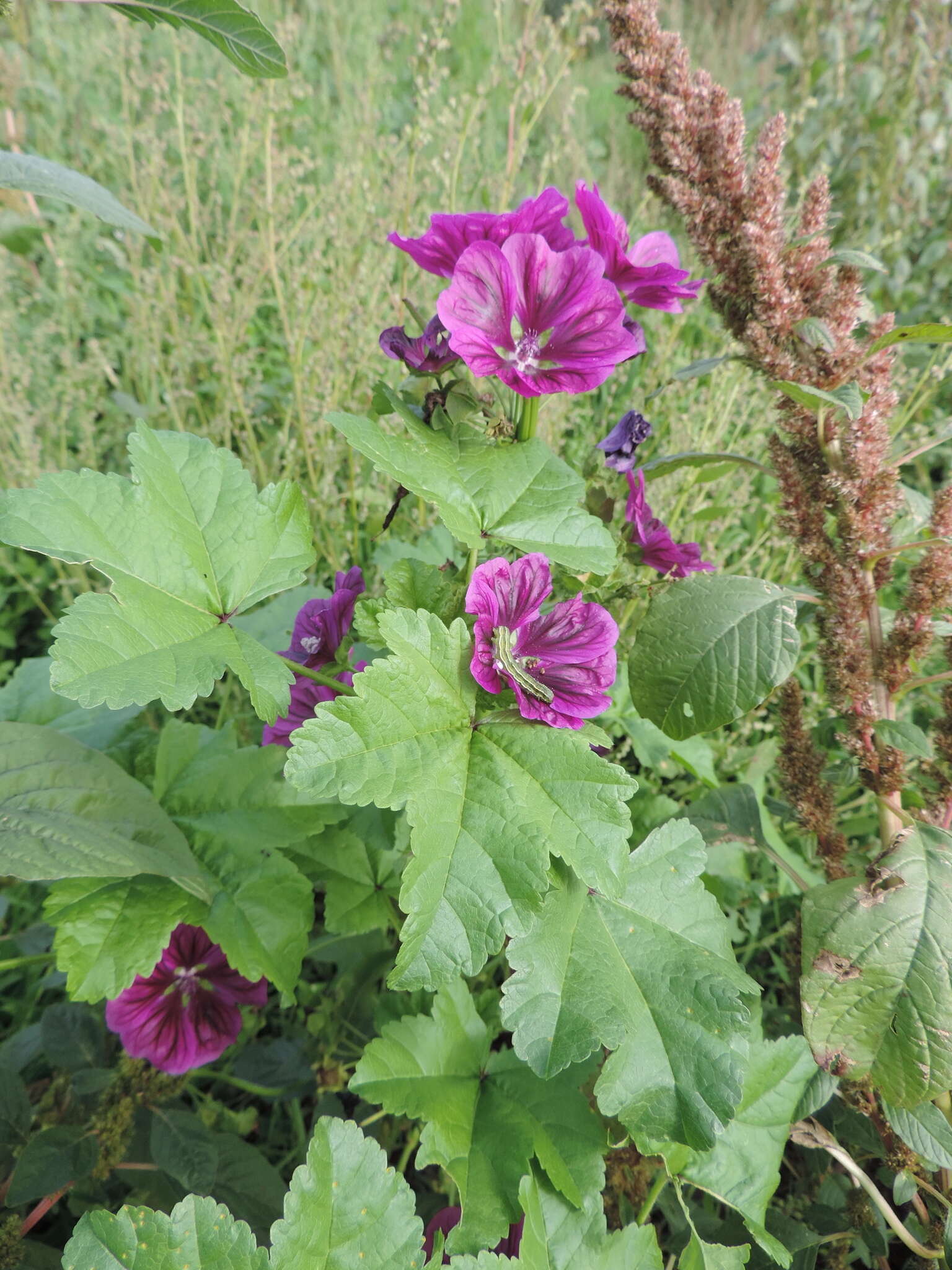 Image of Malva sylvestris var. mauritiana (L.) Boiss.