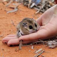 Image of Fat-tailed Dunnart