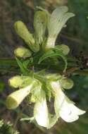 Image of sulphur penstemon