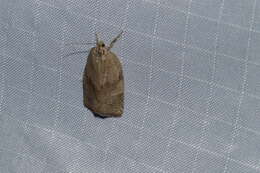 Image of Large Aspen Tortrix