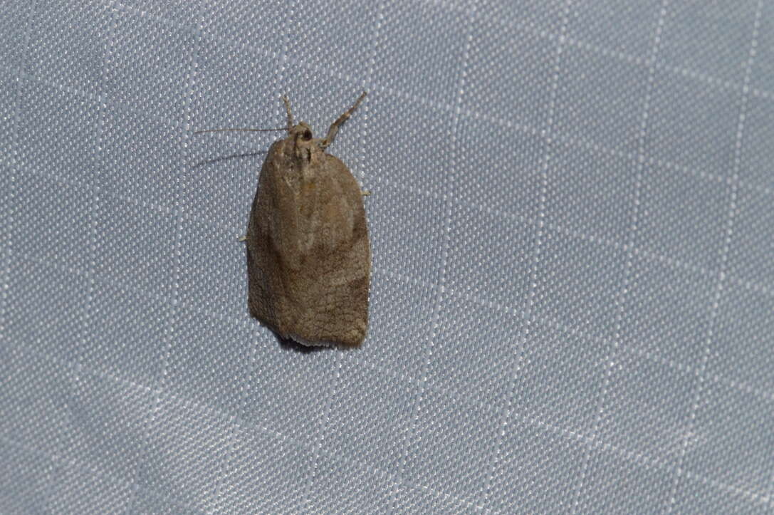 Image of Large Aspen Tortrix