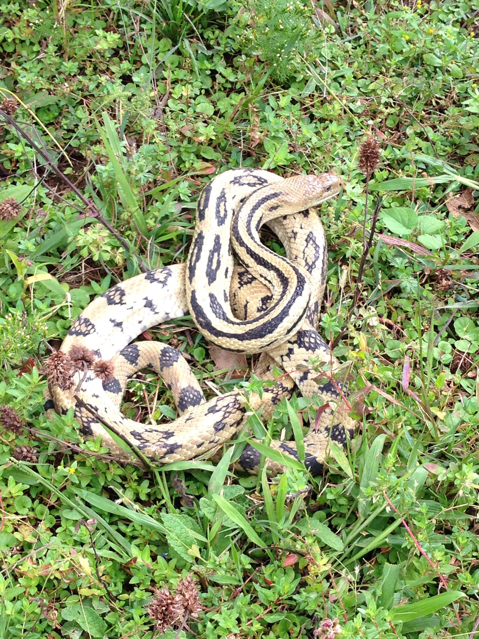 Image of Middle American Gopher Snake