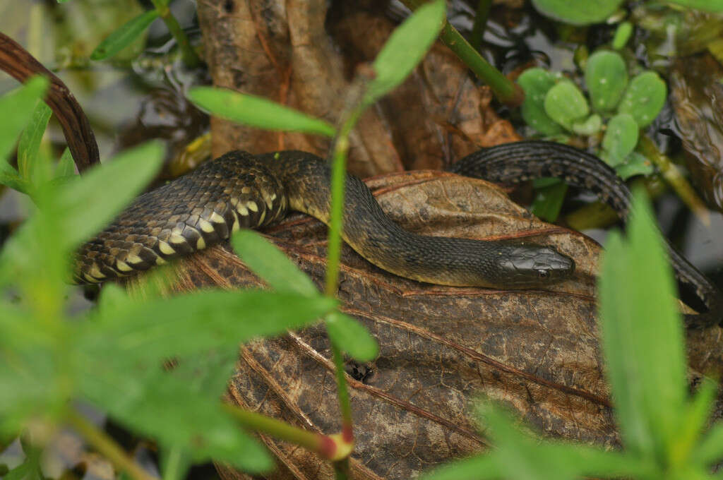 Image of Mississippi Green Water Snake