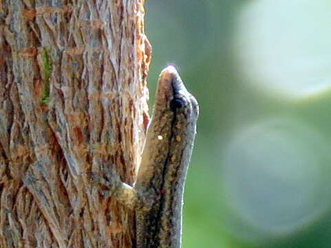 Image of Bradfield's Dwarf Gecko