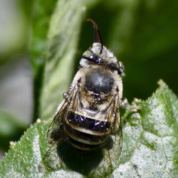 Imagem de Anthophora californica Cresson 1869