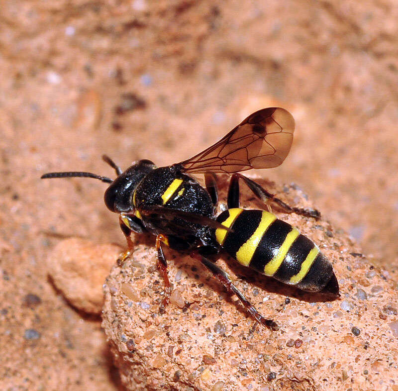 Image of Hoplisoides craverii (A. Costa 1867)