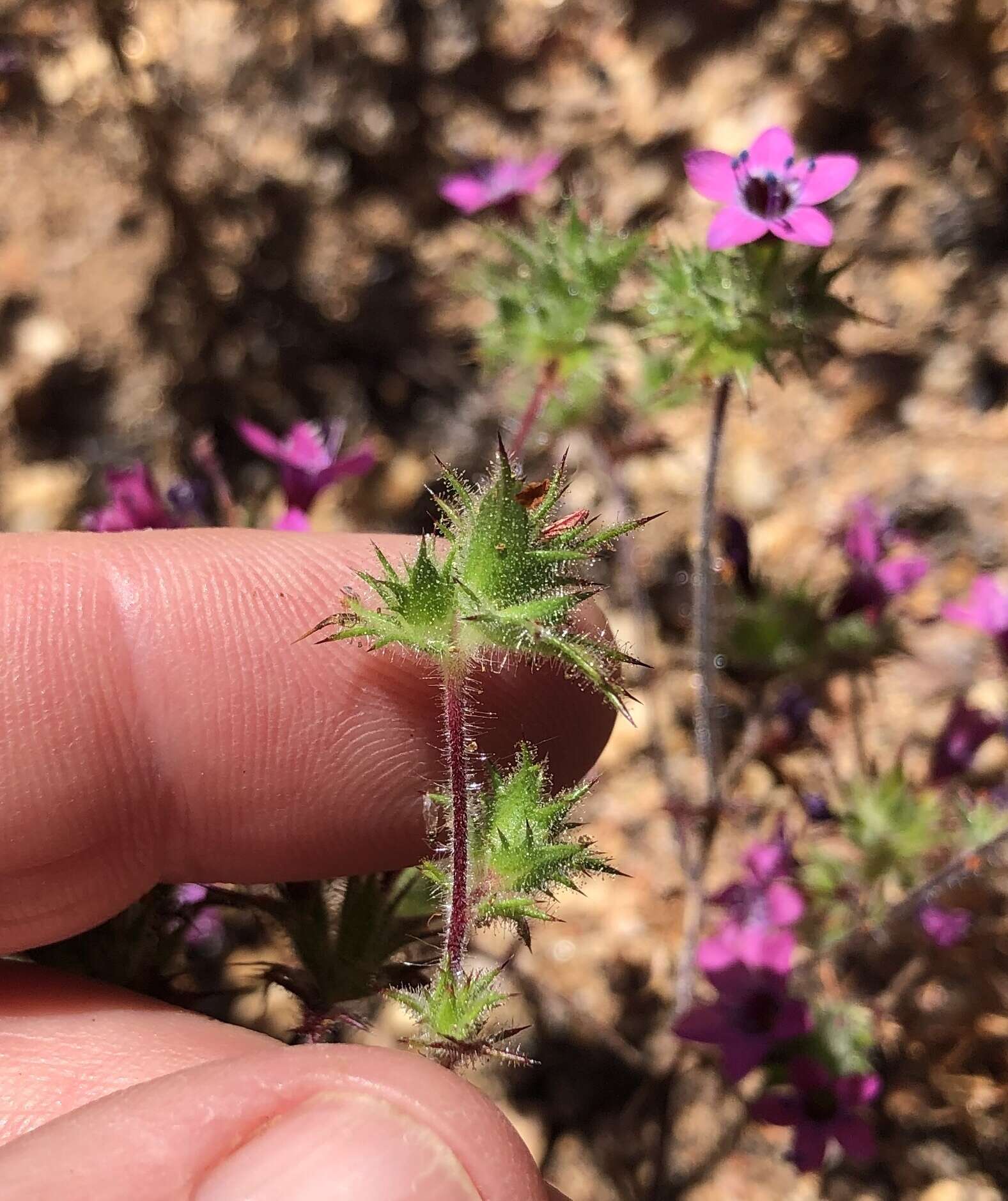 Image of hooked pincushionplant