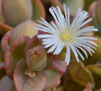 Image of Mesembryanthemum sladenianum L. Bol.