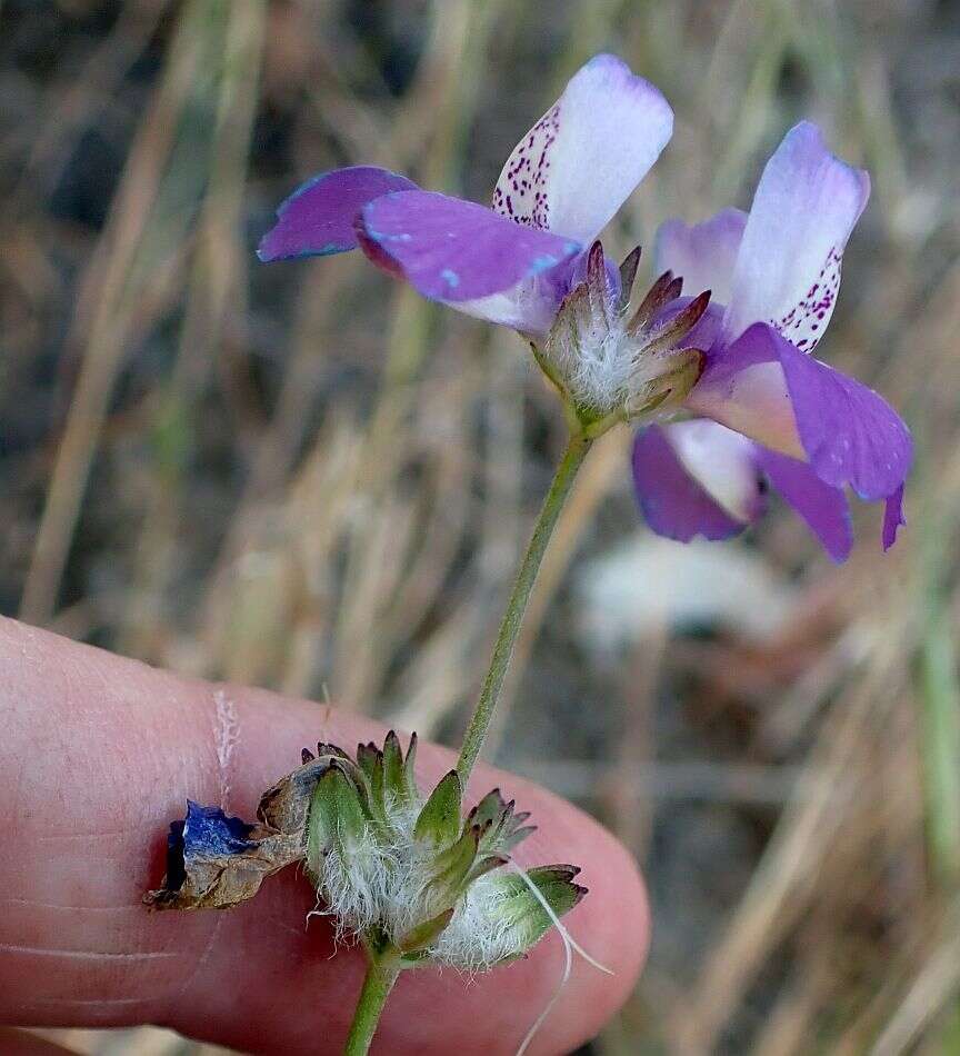 صورة Collinsia concolor Greene.