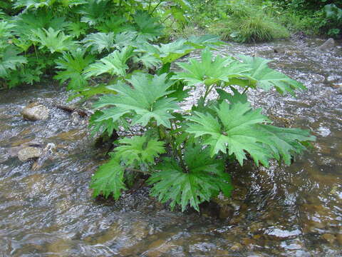 Petasites tatewakianus Kitam.的圖片