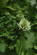 Image de Trifolium canescens Willd.