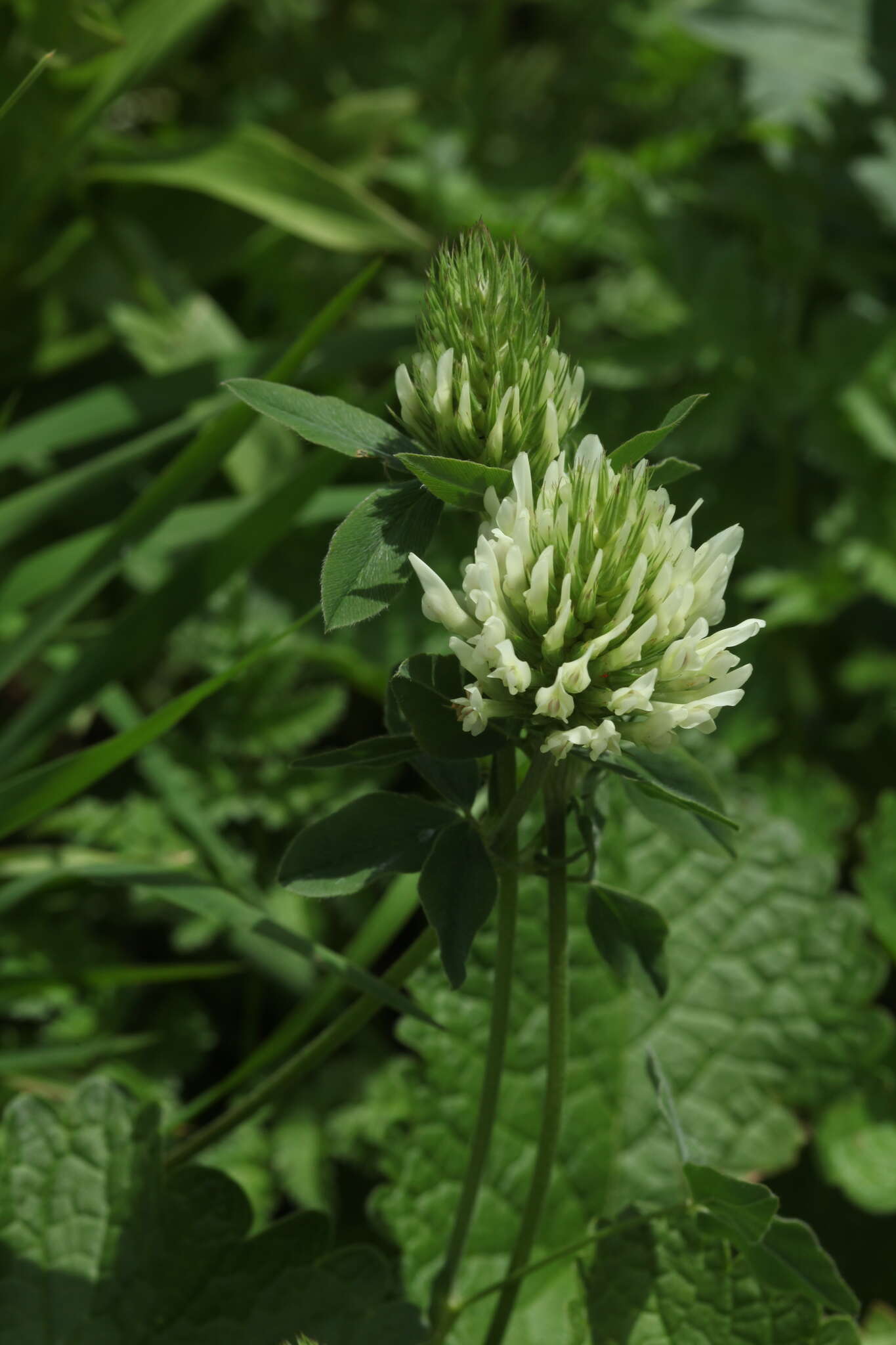 Слика од Trifolium canescens Willd.