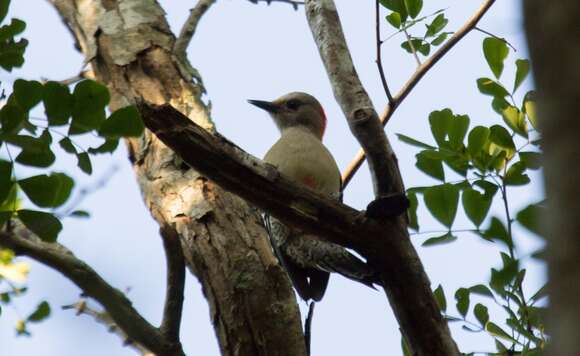 Слика од Melanerpes pygmaeus (Ridgway 1885)