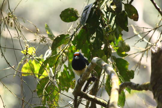 Image of Orange-fronted Barbet