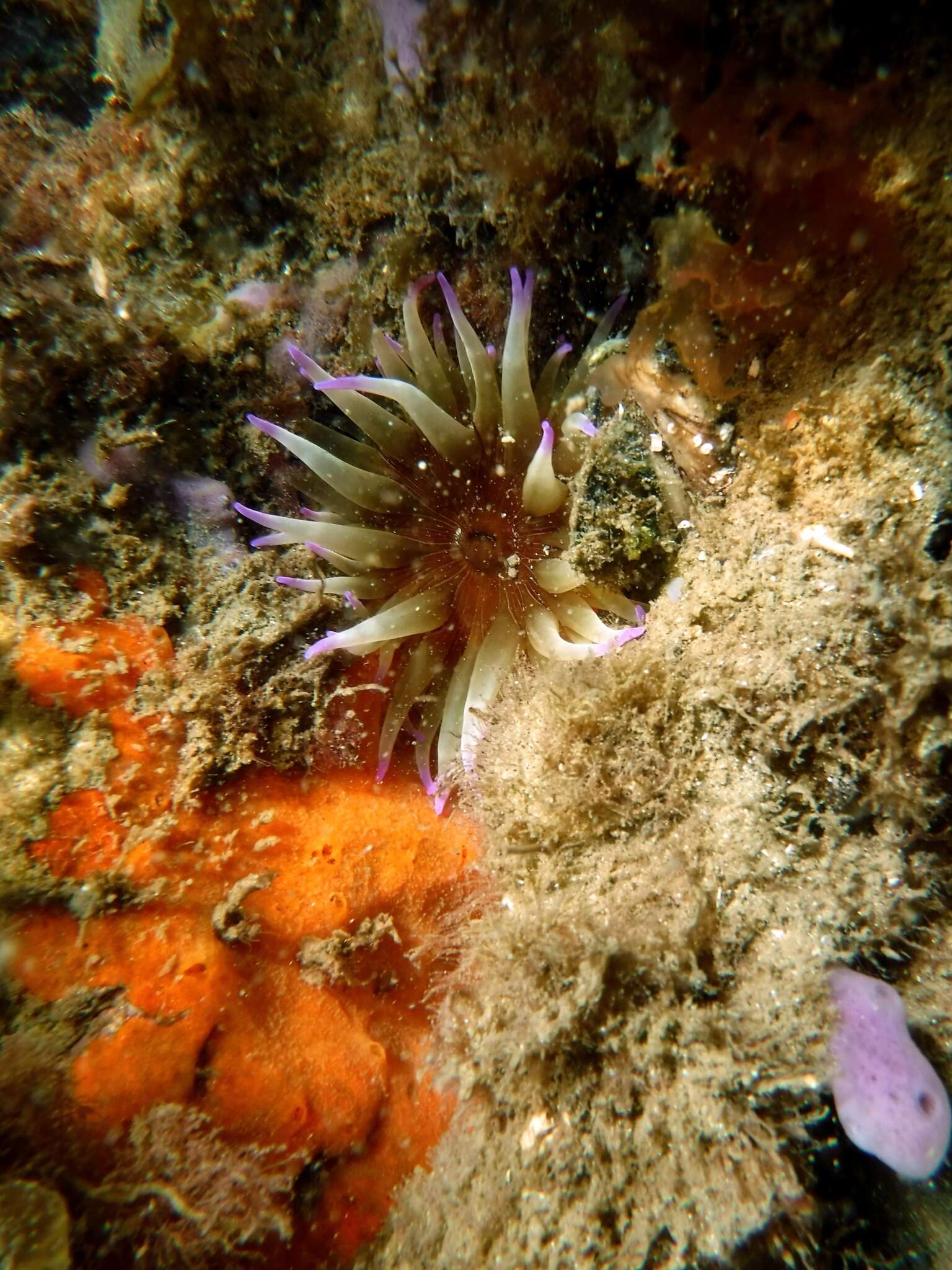 Image of Epiactis australiensis Carlgren 1950