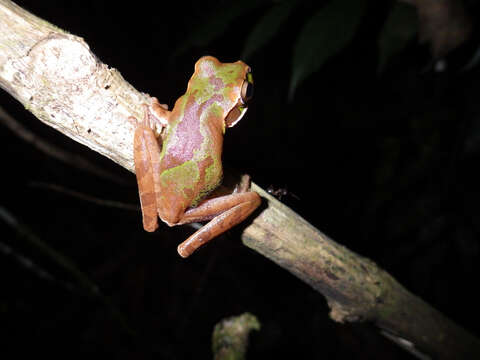 Image of Blue-spotted Mexican Treefrog