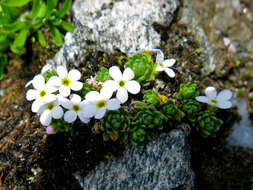 Image of Androsace alpina (L.) Lam.