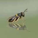 Image of Parasitoid wasp