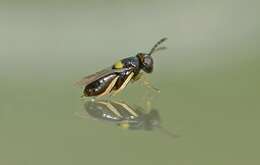 Image of Parasitoid wasp