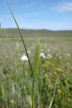 Image of Agropyron cimmericum Nevski