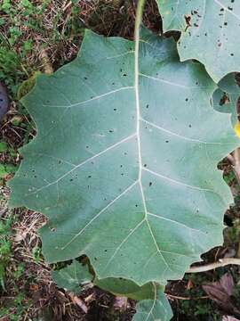 صورة Solanum sessiliflorum M. F. Dun.