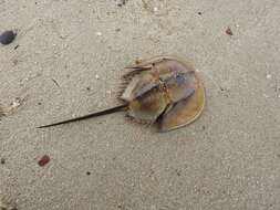 Image of Horseshoe Crab