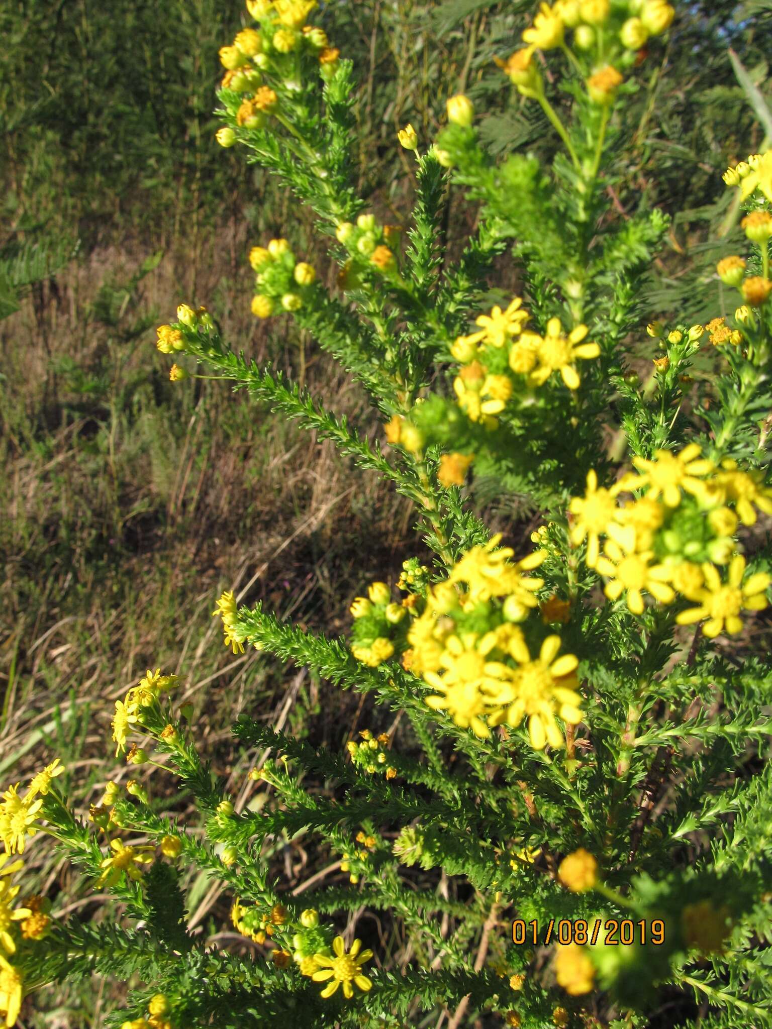 Image of Euryops virgineus (L. fil.) Less.