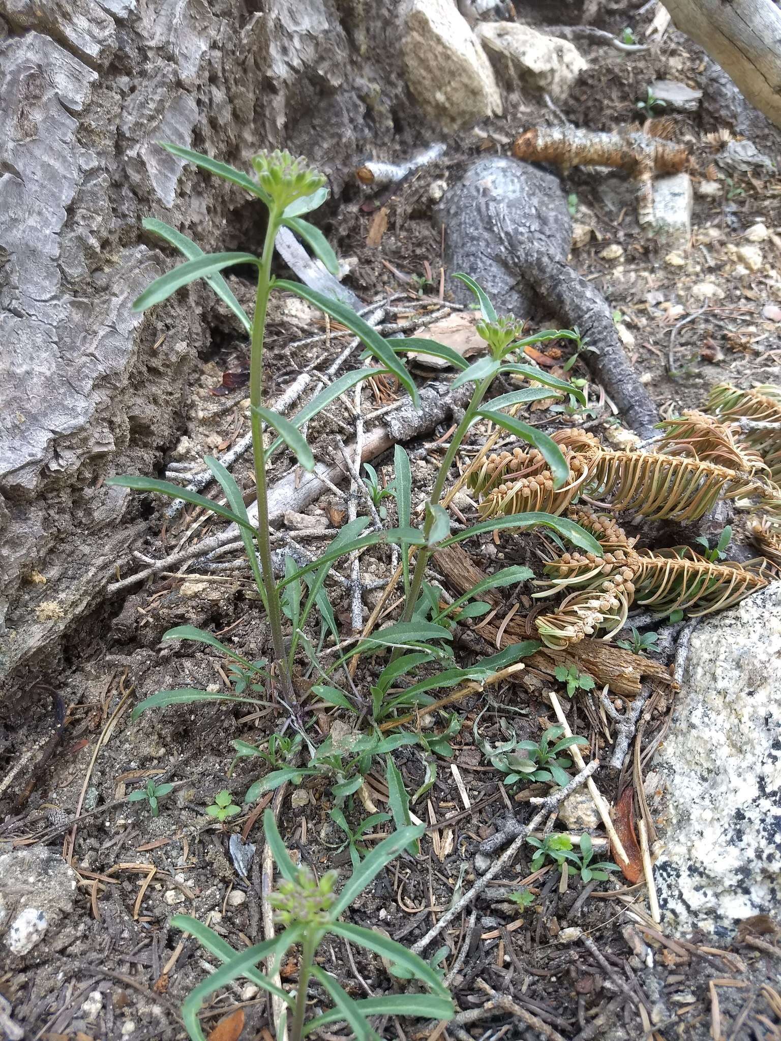 Слика од Erysimum capitatum var. capitatum