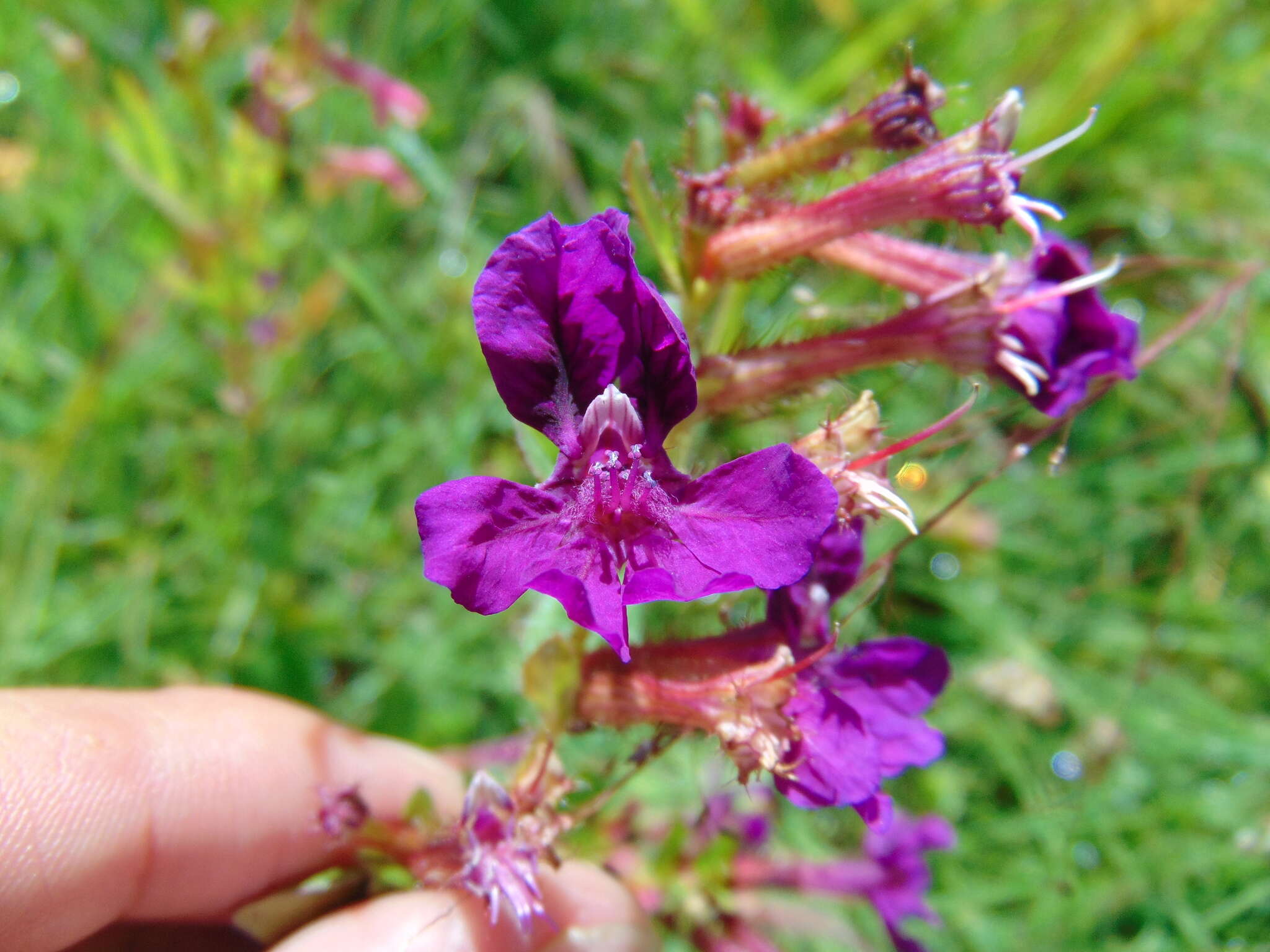 Image of Cuphea tolucana Peyr.