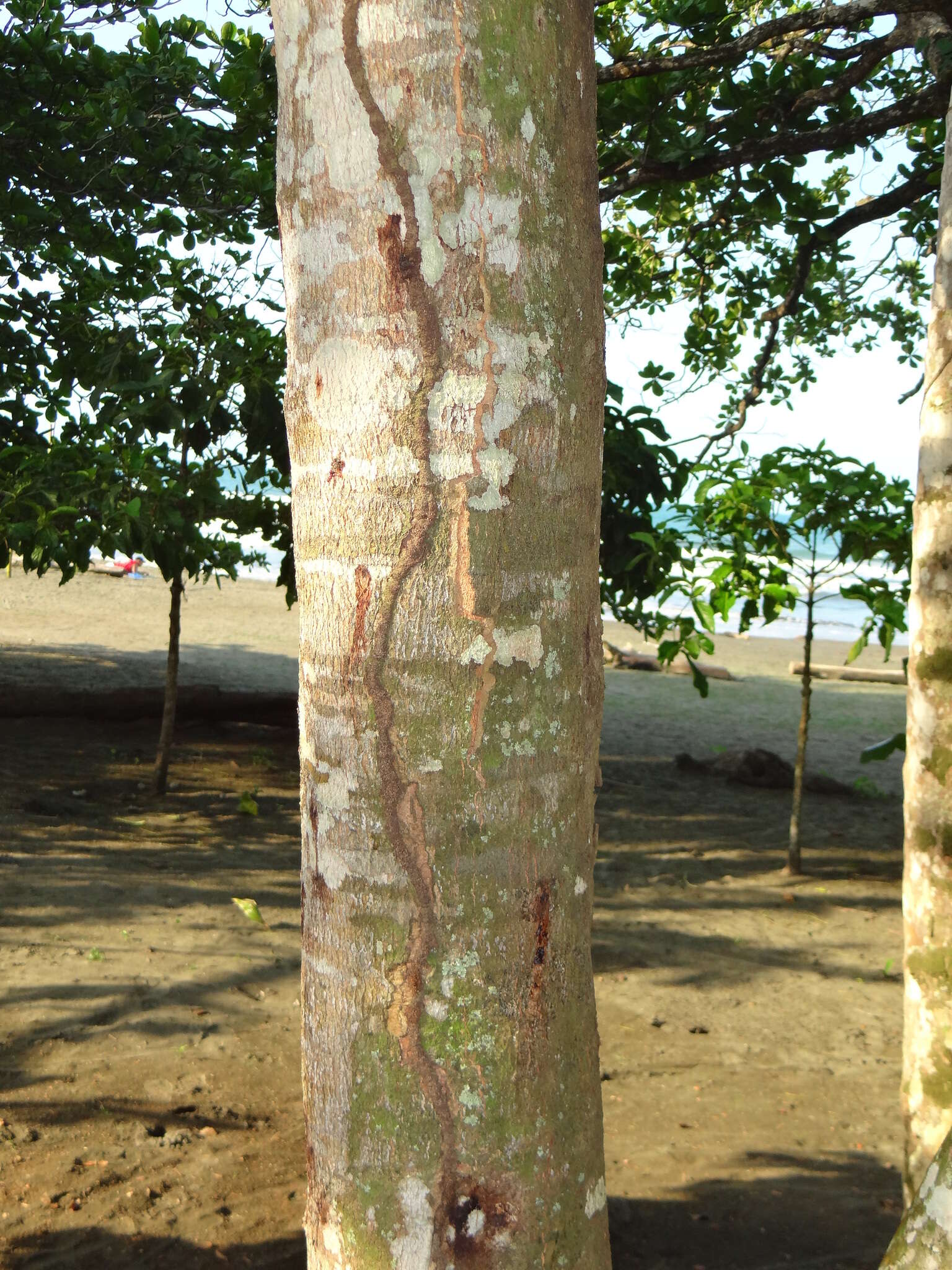 Nasutitermes corniger (Motschulsky 1855)的圖片