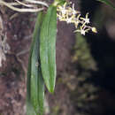 Image of Gunnarella begaudii (N. Hallé) Senghas