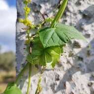 Imagem de <i>Sechiopsis triquetra</i>