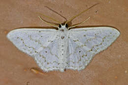 صورة Idaea tacturata (Walker 1861)