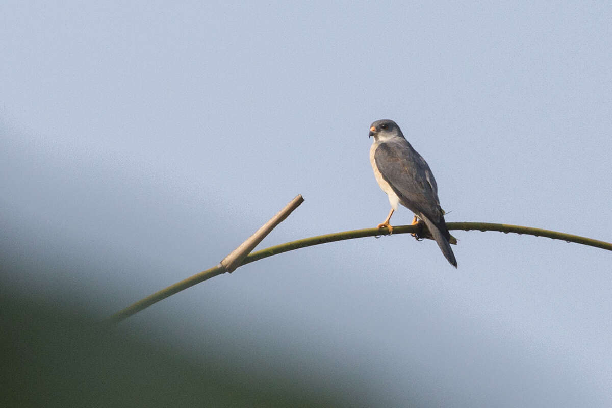 Image of Chinese Sparrowhawk