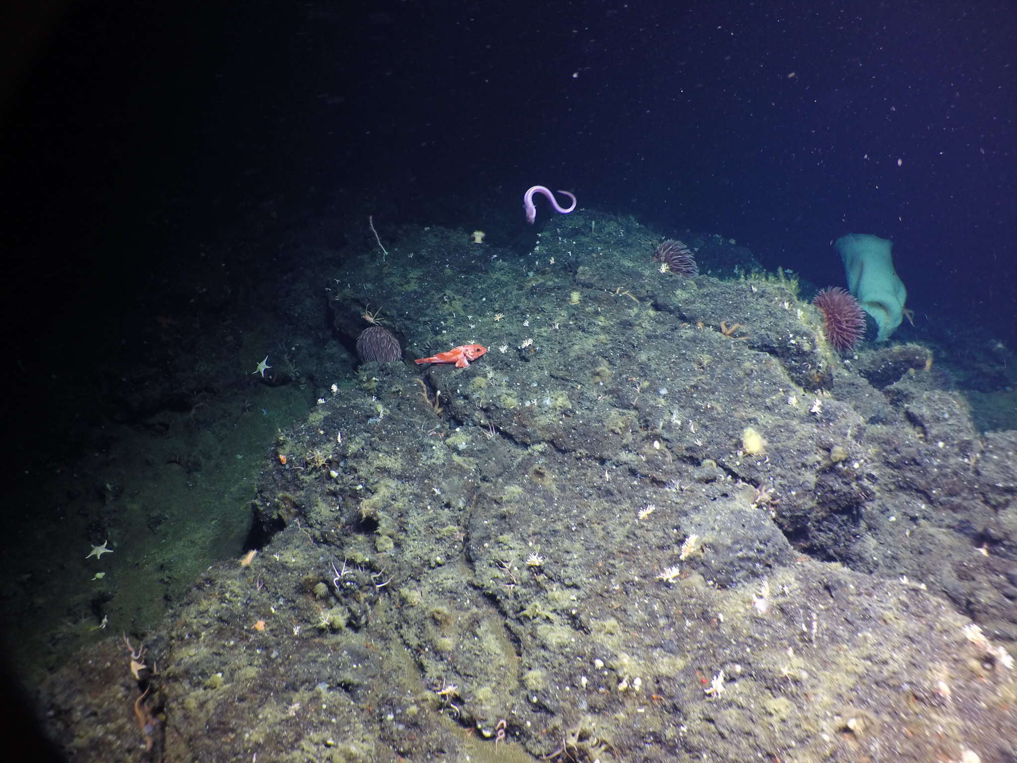 Image de sébastolobe à courtes épines